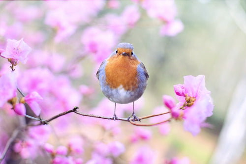 RSPB's Big Garden Birdwatch