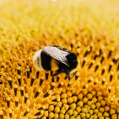 Bumbling Bees