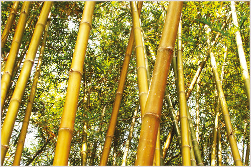 World Bamboo Day