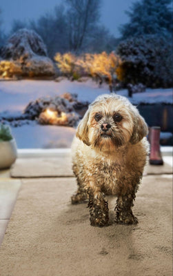 muddy dog stood on washable doormat and runner at front door