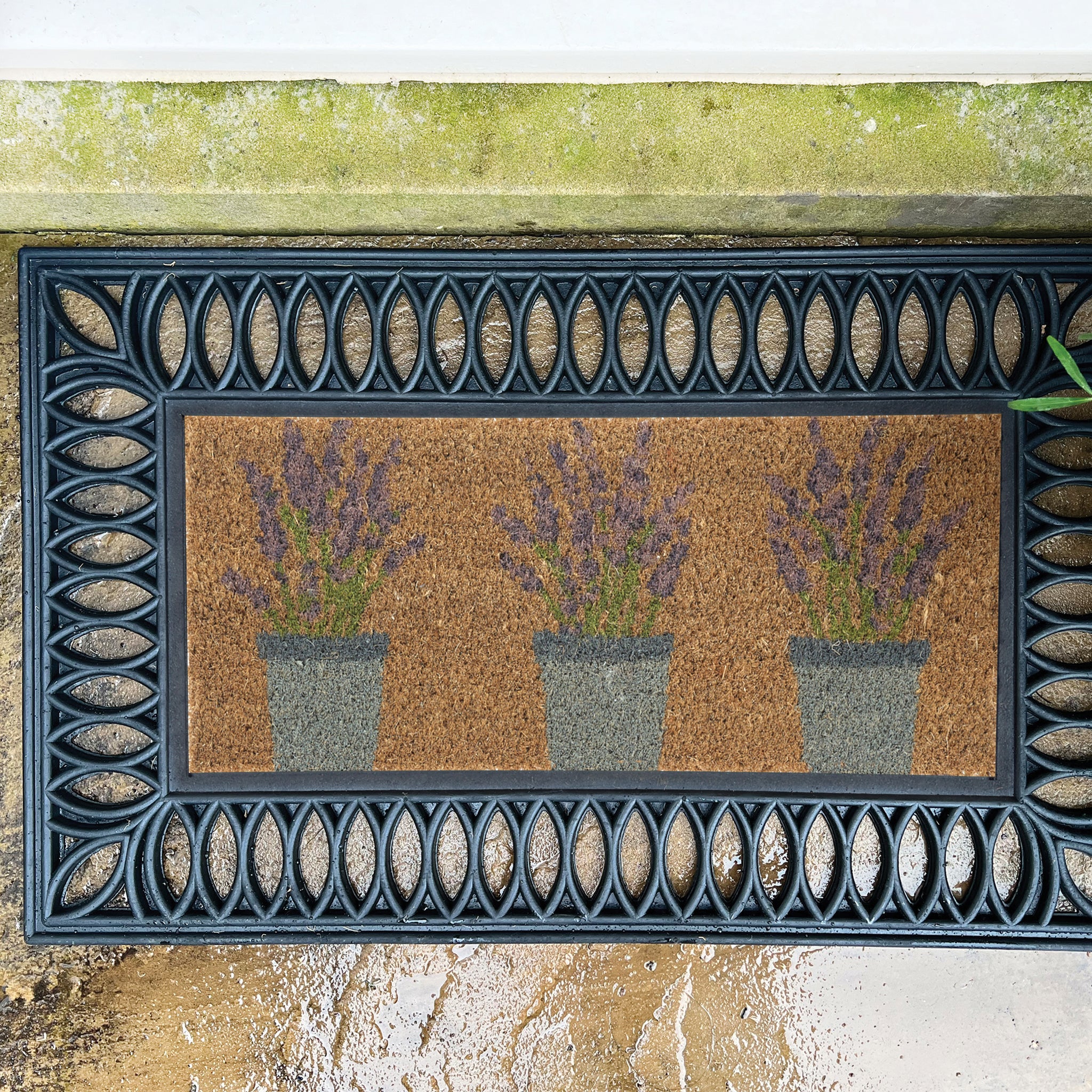 Coir Insert Lavender